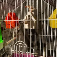 سه جفت فنچ مولد با قفس|پرنده|تهران, اتابک|دیوار