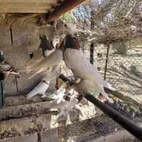 کبوتر