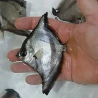 تایگر مونو ۱۲ ۱۳سانت (عمده)