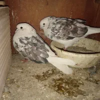 انگشتر فیروزه|جواهرات|ورامین, ورامین|دیوار