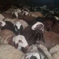 ۵۰ تا بره نر بفروش میرسد