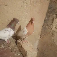 یک جفت ساری وقرمز باش|پرنده|بستان آباد, |دیوار