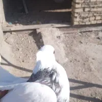 کبوتر|پرنده|سوسنگرد, |دیوار