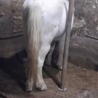 اسب بسیار آرام بچه سوارش بشه|اسب و تجهیزات اسب‌سواری|سراب, |دیوار