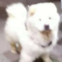 سگ چاوچاو|سگ|رشت, صفاری|دیوار