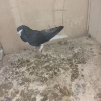 کفتر خوش رنگ|پرنده|محمدیه-قزوین, |دیوار