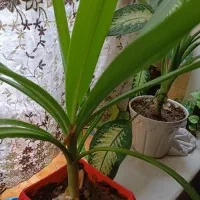 گل ذرتی و دیفن|گل و گیاه طبیعی|شیراز, وزیرآباد|دیوار