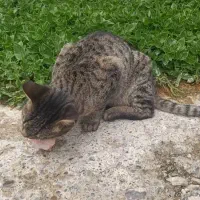 کمک و واگذاری گربه