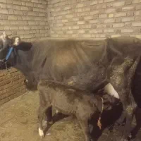 گاو گوساله نر