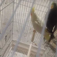 سرلاکی و جفت و تک