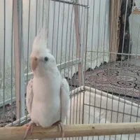عروس هلندی|پرنده|قرچک, شهرک الحدید|دیوار