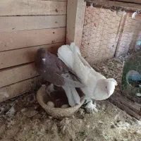 کبوتر سینه ای رواعب پلاکی دم سفید|پرنده|قم, سرحوض|دیوار