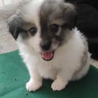 سگ شیتزو بانمک شناسنامه دار