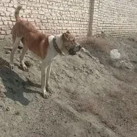 سگ خراسانی اصیل