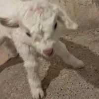 بزغاله شیری سانن