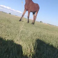 کره اسب نریان نژاد کرد پرخون دم گیر سن ۱۶ ماهه