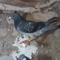 کبوتر پولک نر نژاد مسافتی