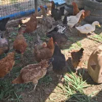 مرغ تخم گذار