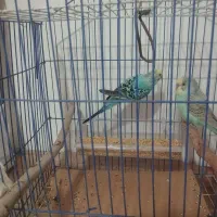 مرغ عشق
