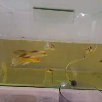 ماهی کوی|ماهی|شیراز, صاحب الزمان|دیوار