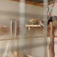 تخم فنچ جغدی و گلو بریده|پرنده|کرج, دولتآباد|دیوار