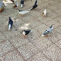 کبوتر دمگیر|پرنده|پیر بکران, |دیوار