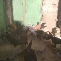 مرغ و خروس محلی