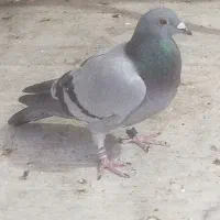 کبوتر پلاکی