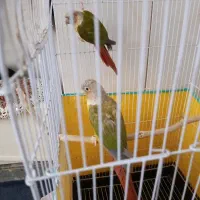 طوطی جفت‌ گرینچیک