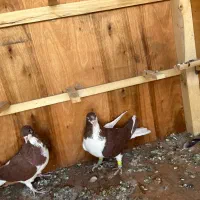 کفتر سیاهپوش|پرنده|صدرا-فارس, فاز ۱|دیوار