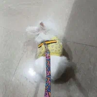 لوپ تربیت شده واکسن زده با تمام لوازم