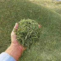 یونجه|خدمات باغبانی و درختکاری|یاسوج, |دیوار