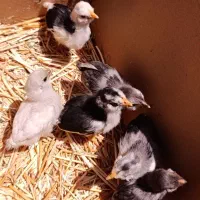 6 عدد جوجه گلین طوسی پنگوئنی فول ریش