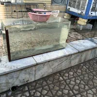 آکواریم|ماهی|مبارکه, |دیوار