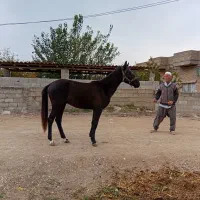 اسب نر|اسب و تجهیزات اسب‌سواری|گنبد کاووس, |دیوار