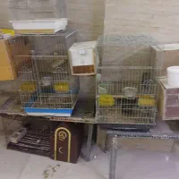 پرنده عروس ملنگو گرینچیک راهب|پرنده|چهاردانگه (تهران), |دیوار