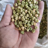 نخود فرنگی آمریکایی دارم|خدمات باغبانی و درختکاری|گنبد کاووس, |دیوار