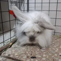 خرگوش مینی لوپ