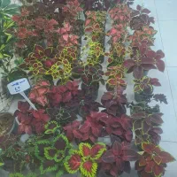 گل حراج روز مادر