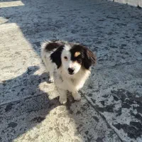 توله سگ|سگ|تهران, شهرآرا|دیوار