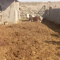گاو|حیوانات مزرعه|کرمانشاه, |دیوار