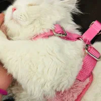 گربه پرشین نر|گربه|ایلام, |دیوار