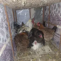 مرغ و خروس|حیوانات مزرعه|دوگنبدان, |دیوار