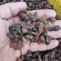 کشمش آفتابی کاشمر|عمده‌فروشی|گرگان, |دیوار