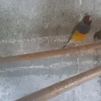 جفت فنچ گلدین