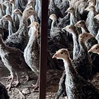 نیمچه بوقلمون برنز انگلیس ۳۵ روزه واکسن خورده