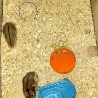 همستر|موش و خرگوش|مهریز, |دیوار