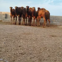 شتر|حیوانات مزرعه|طبس, |دیوار