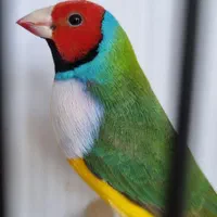 فنچ گلدین و کرواتی|پرنده|کاشان, سرپله جدید|دیوار