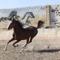 اسب کرد نریون تاخت معاوضه با موتور